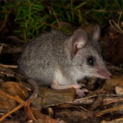 Grey-Bellied Dunnart