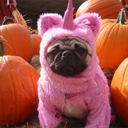 Pugicorn