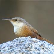 Canyon Wren