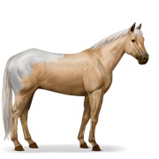 Appaloosa - Palomino Blanket