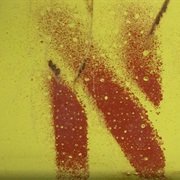 Feel Your Vocab Is Larger Than Most People