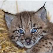 Lynx