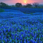 Bluebonnet Fields of Texas