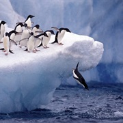 Which Animals Live in the Cold?