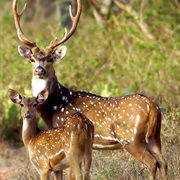 Chital