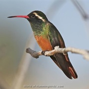 Xantus's Hummingbird
