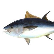 Tuna