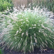 See Fountain Grass