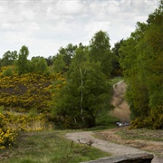 Ludshott Commons (NT)