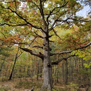 Wachusett Meadow Wildlife Sanctuary