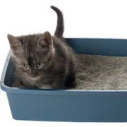 Gone Days Without Cleaning the Litter Box