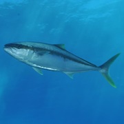 Yellowtail (Aka: California Yellowtail, Forktail, Mossback, Amberjack, White Salmon)