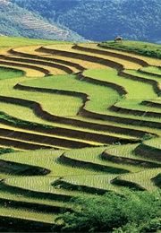 Take Me to Vietnam (2009)