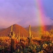 Go to Saguaro National Park