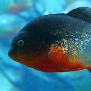 Fish Piranha