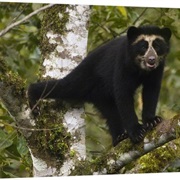 Maquipucuna Reserve, Ecuador