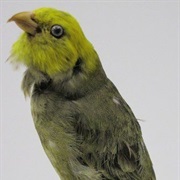 O'u (Possibly Extinct)