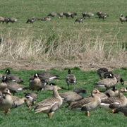 Baskett Slough National Wildlife Refuge