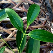 Cebu Cinnamon (Cinnamomum Cebuense)