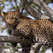 See a Leopard in the Wild