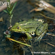 Pool Frog