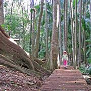 The Palms National Park (QLD)
