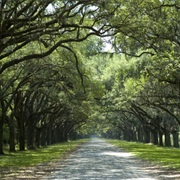 Wormsloe State Historic Site, Georgia