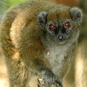 Lac Alaotra Bamboo Lemur