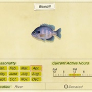 Bluegill