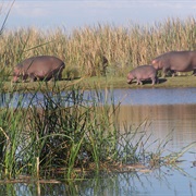 See the Hippos at Rondevlei Nature Reserve