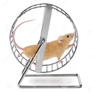 A Hamster Treadmill