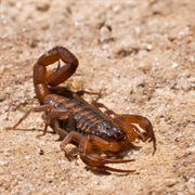 Scorpion