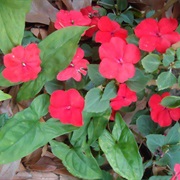 Impatiens
