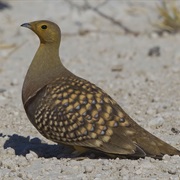 Namaqua Sandgrouse