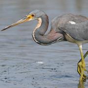Tricolored Heron