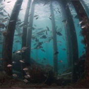 Blue Heron Bridge, Riviera Beach, Florida