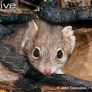 Crest-Tailed Mulgara
