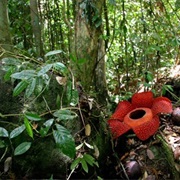 Sabah Rainforest