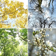 Why Does the Year Have Seasons?