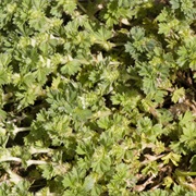 Parsley-Piert (Aphanes Arvensis)