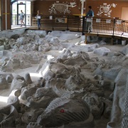Ashfall Fossil Bed