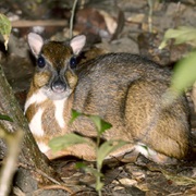 Lesser Mouse Deer