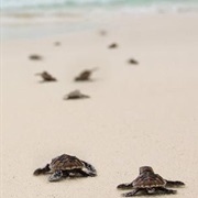 Watch Baby Sea Turtles Hatch