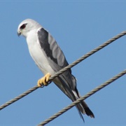 Black-Winged Kite