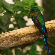 Hiking & Bird-Watching in Mindo, Ecuador