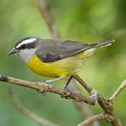 Bananaquit (Coereba Flaveola)