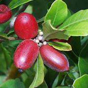 Miracle Berry