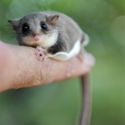 Feathertail Glider