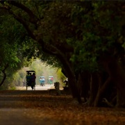 Bharatpur Bird Sanctuary