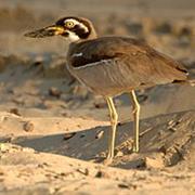 Northumberland Islands National Park (QLD)